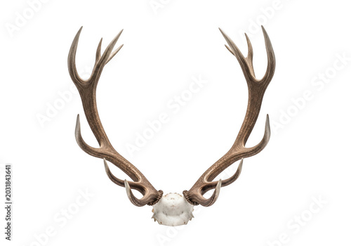 Large brown deer antlers with a central skull bone fragment, isolated on a solid black background, symmetrical arrangement of animal horns