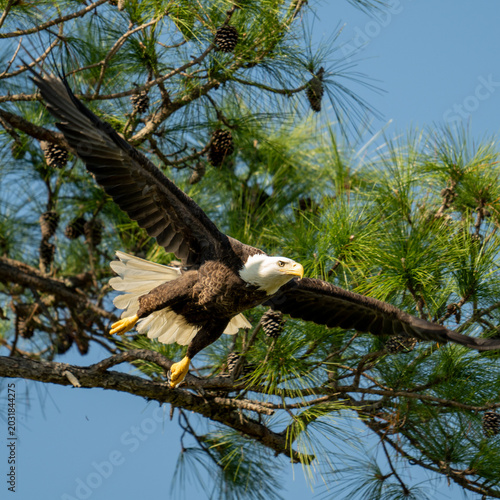 bald eagle in flight
