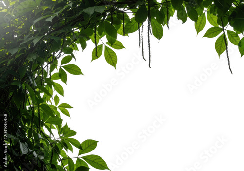 Lush green liana vines with hanging catkins forming a natural frame against a solid black background