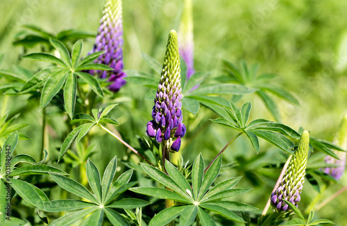 Εκτύπωση καμβά Purple lupine flowers with palmate green leaves growing outdoors in a sunlit gar