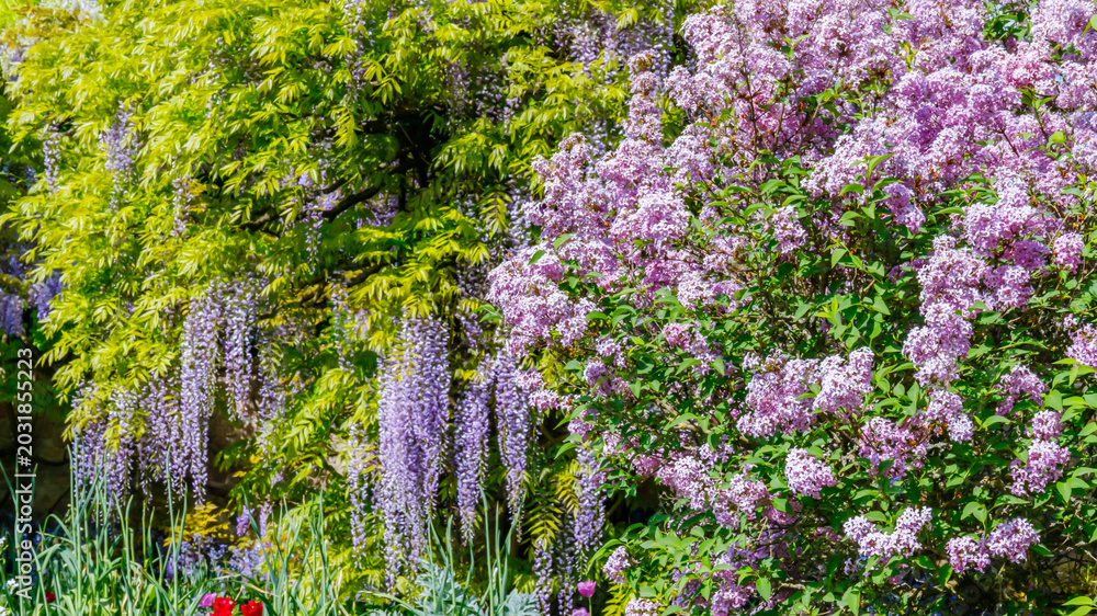Naklejka premium Wisteria flowers bloom alongside lilacs in a sunny garden during springtime in a local park