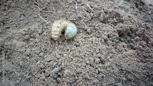 Canvastavla White grub crawling and digging into the loose dirt to hide