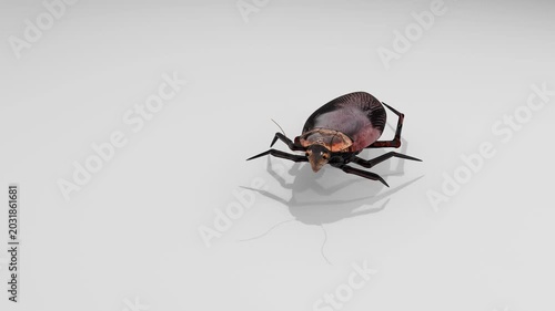 Brown Tick Insect Crawling on White Reflective Surface with Shadow