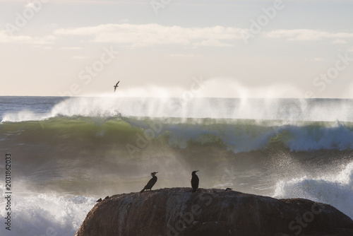 Canvas Print Great cormorants on rocky beach with crashing ocean waves