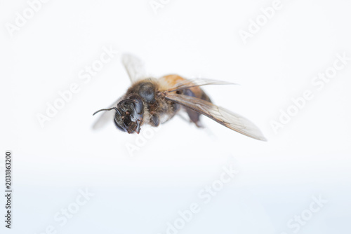 A Detailed Macro Shot of a Single Honeybee Specimen Showing Intricate Wing and Body Structure Isolated on a Soft Clean White Blurred Background
