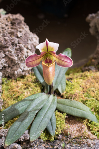 An Elegant Paphiopedilum Slipper Orchid Flower Blooming Gracefully on a Soft Green Mossy Rock with Spotted Foliage in a Tropical Botanical Garden