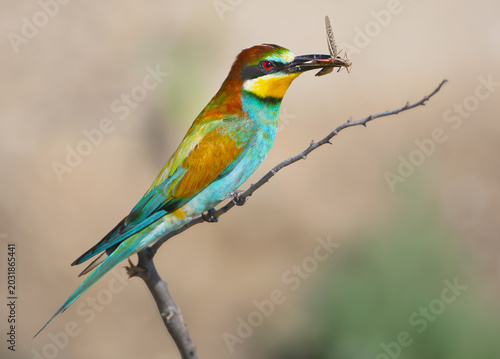 Canvas-taulu Close-up of a European Bee-eater (Merops apiaster) perched on a thin branch with a grasshopper in its beak, isolated on a blurred background