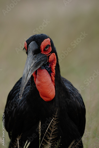 southern ground hornbill Savuti Botswana 
