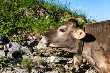 A side profile close-up shot of a Swiss dairy cow with a traditional bell, sniffing a rustic stone wall along a lush green mountain pasture in the morning sun.