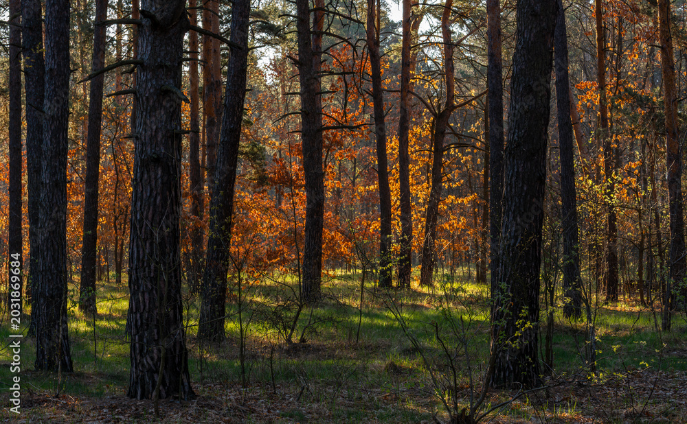 Obraz premium Morning walk through the forest flooded with sunlight. Nature tourism.