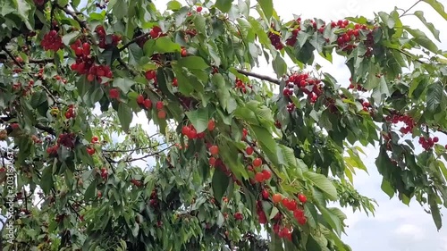 Cherry tree with red fruits in the garden