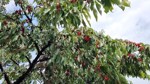 Cherry tree with red fruits in the garden