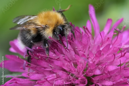 Closeup on a Tree bumblebee, Bombus hypnorum on a dark purple Scabious flower, Knautia macedonica in the garden