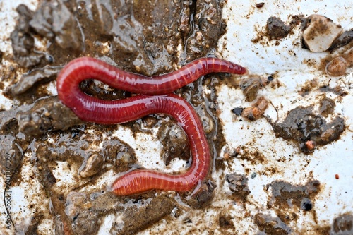 A live red earthworm crawls through wet mud and dark soil.