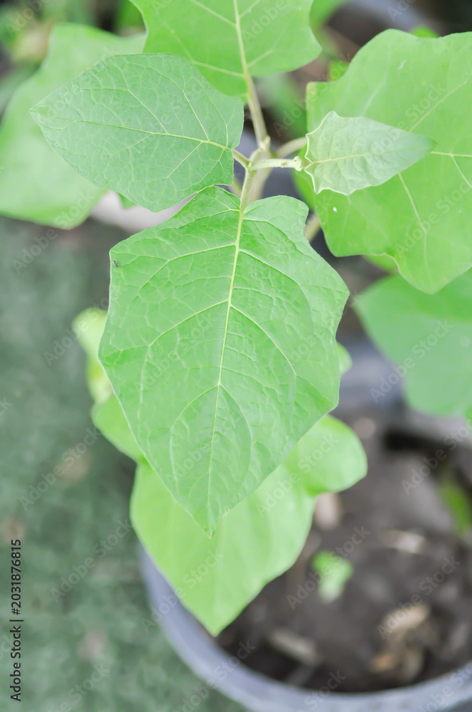 Obraz premium Yellow berried nightshade or eggplant or Solanaceae, Solanum virginianum L or Solanum xanthocarpum Schrad and Wendl or Thai Eggplant