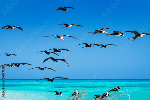 Fotografie Flock of magnificent frigatebirds flying in dry tortugas national park