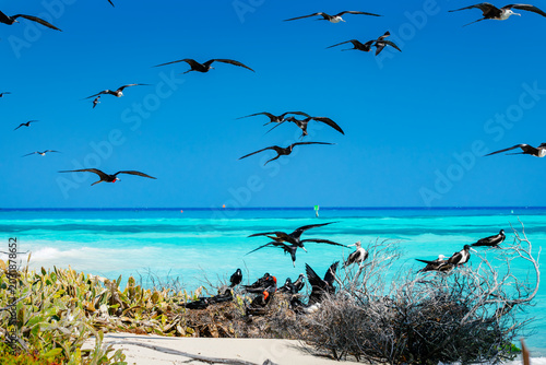 Magnificient frigatebirds colony in dry tortuga national park