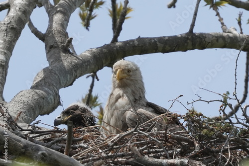 Slika na platnu White‑tailed Eagle Nesting Behavior with Chick