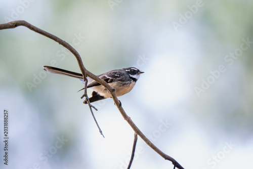 Fényképezés New Holland Honeyeater resting on a slender branch in natural Australian bushland with soft pastel background