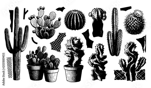 Photos Vintage Desert Cactus Vector Element Set with Sketch Saguaro, Prickly Pear, Barr