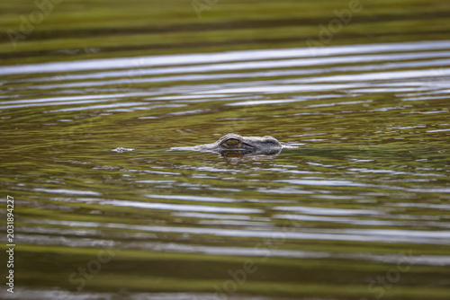 crocodile in the water