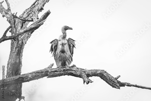black and white white-backed vulture perched on a branch
