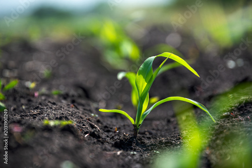 Schilderij op canvas Young corn sprouts growing in rows in the field