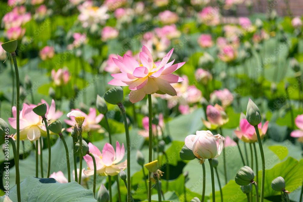 Obraz premium Beautiful Lotus (lat. Nelumbo nucifera) in a pond