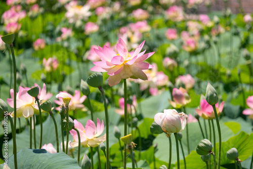 Photos Beautiful Lotus (lat. Nelumbo nucifera) in a pond