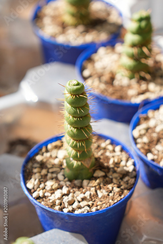 Foto Eulychnia castanea spiralis necklace stacked leaves succulents blue pots closeup