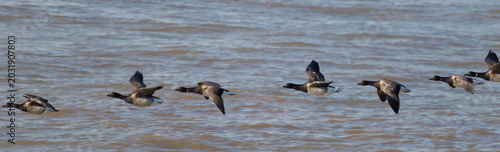 Schilderij op canvas A small flock of Brent geese in V-formation, captured mid-flight over calm, rippling coastal waters during migration