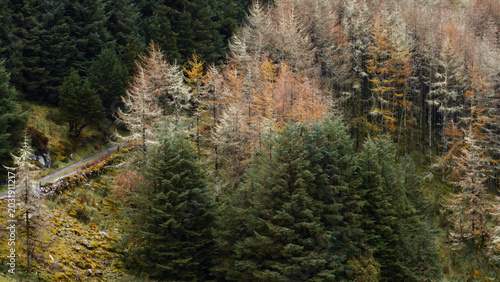 Dense forest on a sloping hillside displays a mix of dark green evergreen trees and golden larches.