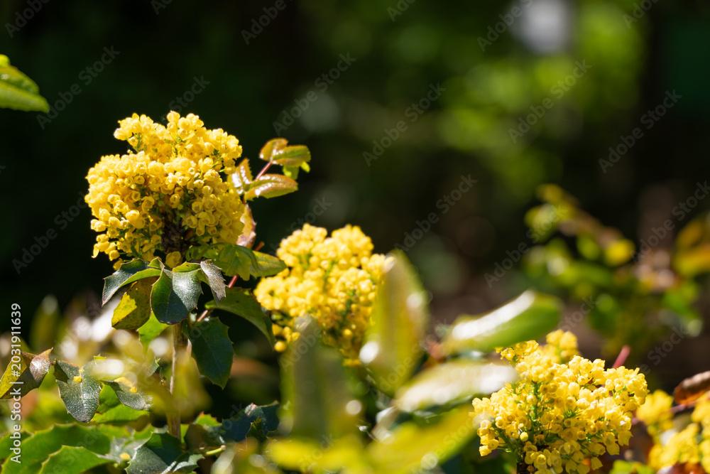 Obraz premium Multiple Yellow Oregon Grape Flower Clusters in Bright Spring Light with Bokeh 