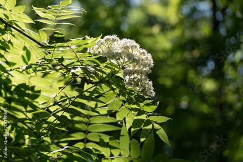Фотография White Mountain Ash Flower Cluster Glowing in Dappled Spring Sunlight