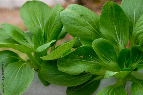 Fotografía Close-up of fresh organic pak choi growing in hydroponic system