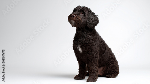 Portuguese Water dog sits on a plain background in a studio setting during a photo shoot