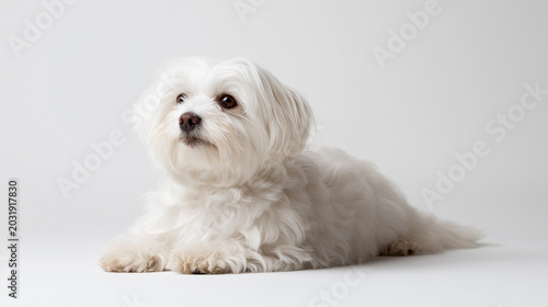 White Maltese dog lies down on a plain background 