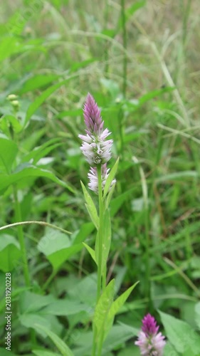 Close-Up of a Purple and White Celosia Flower Blooming in a Field