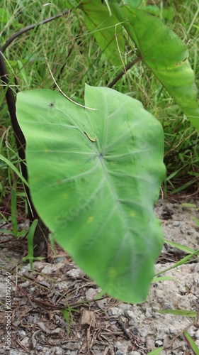 Close-Up of a Large Green Taro Leaf With Visible Veins and Small Spots