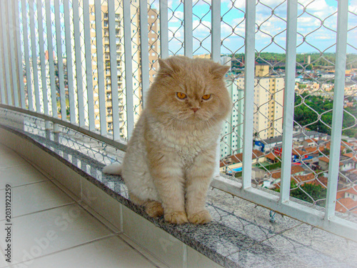 gato peludo amarelo na varanda