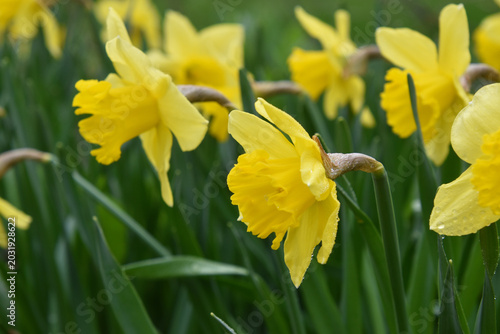 Daffodils in bloom in the garden, Sainte-Apolline, Québec, Canada