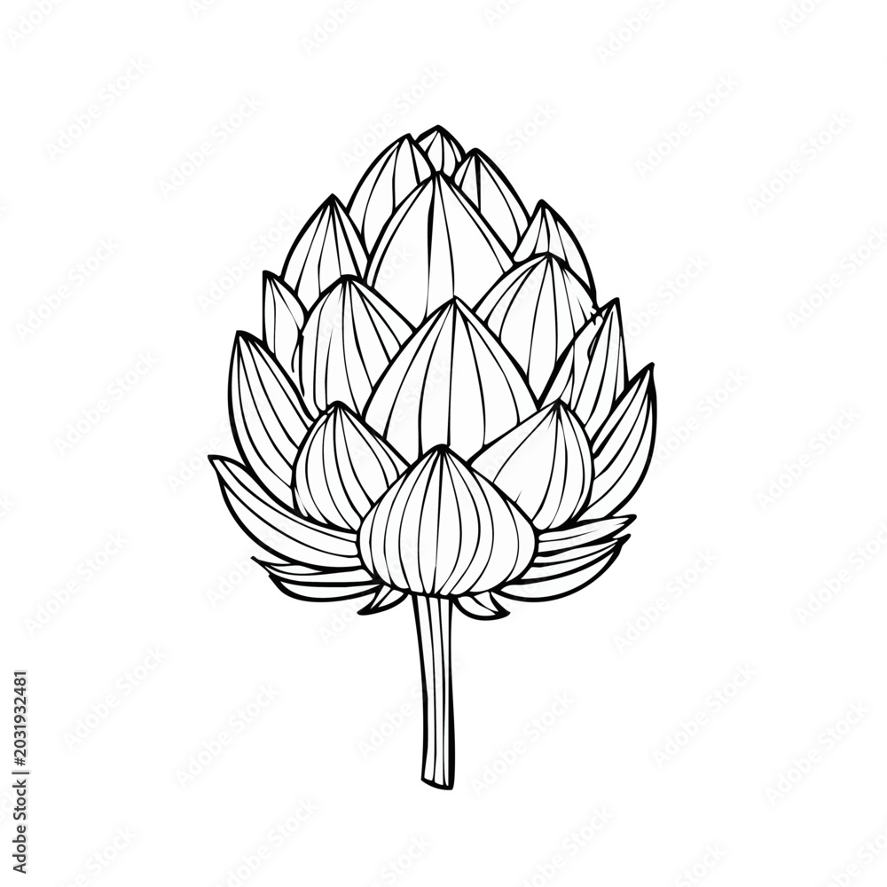 Obraz premium Artichoke Flower Botanical Illustration Outline Drawing Isolated on White