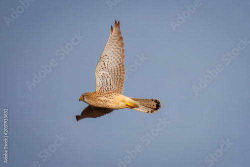 Side profile of a male Eurasian kestrel bird soaring in the blue sky. Action shot of a wild falcon flying during a golden spring evening.