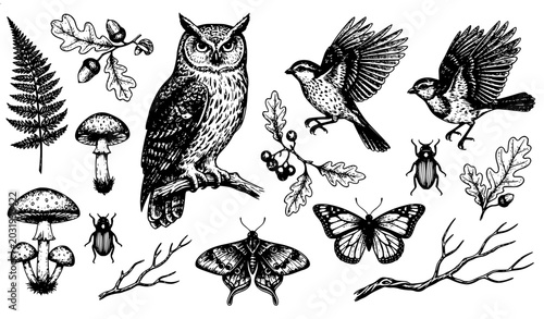 Bild auf Leinwand Vintage natural history forest plants birds and insects engraved vector illustra