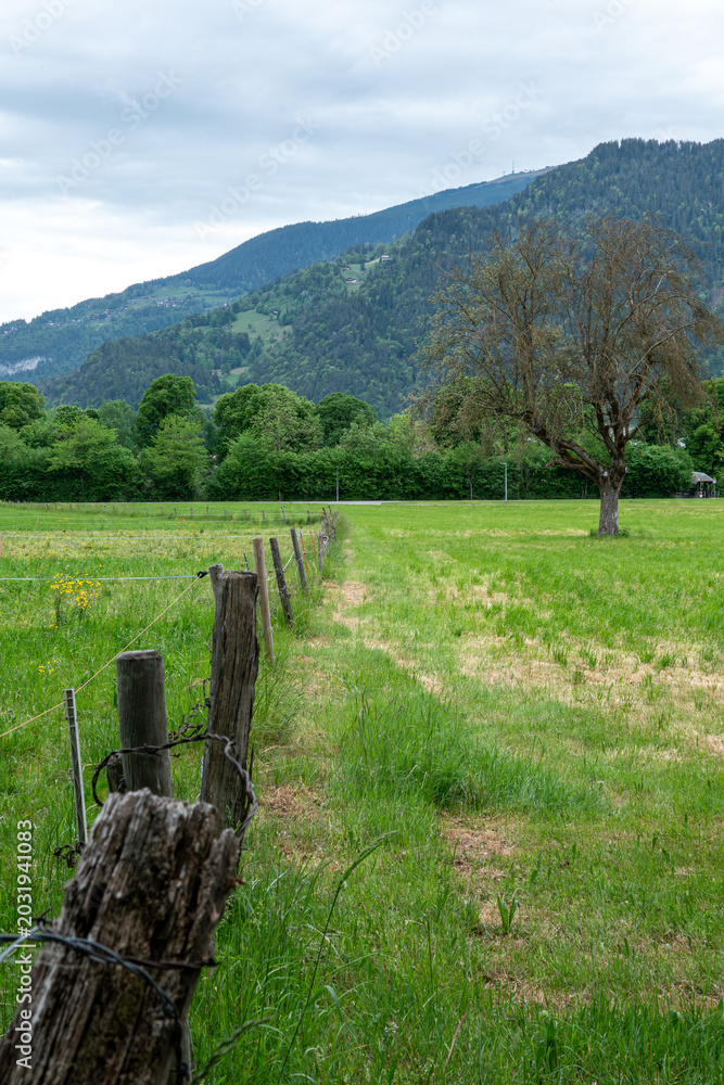 Obraz premium Rustic fence across green meadow in Swiss countryside.