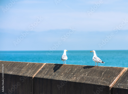 Foto Samphire Hoe dover , UK