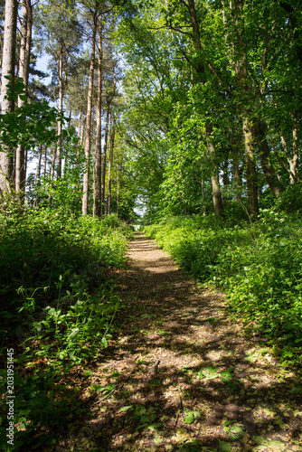 A rurla footpath through a wood in England, United Kingdom in the spring with sunlight casting shadows and fresh spring growth