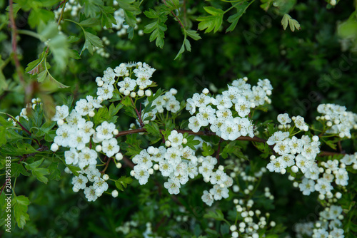 The flowers of the hawthorn (crataegus monogyna), a common species in an English hedgerow.