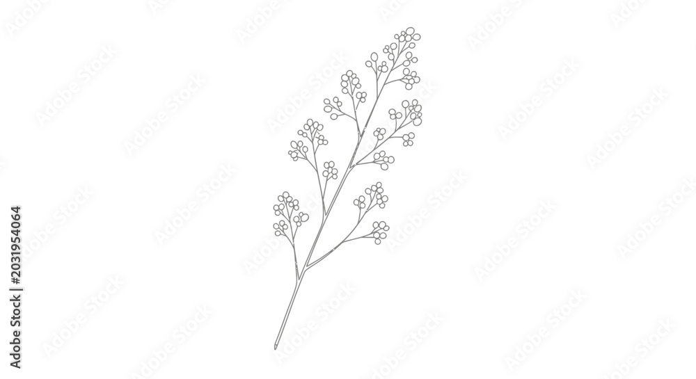 Fototapeta premium Delicate Floral Stem Illustration on White