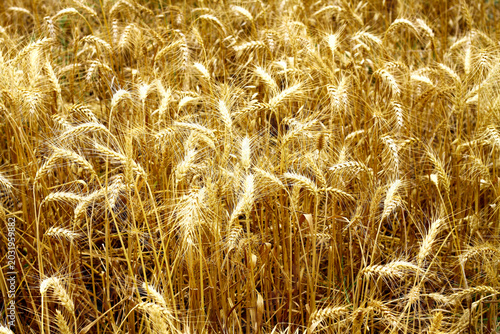 Canvas Print Golden wheat field close up with ripe barley ears in warm sunlight during harves